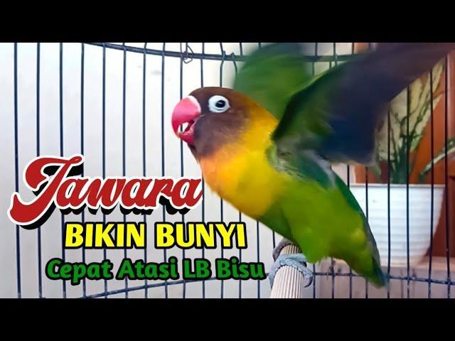 Rahasia Gacor Uang Asli: Tips Ampuh Agar Burung Peliharaan Anda Segera Berkicau!